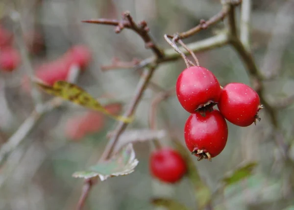 Rose Hips Red Berries — Stock Photo, Image