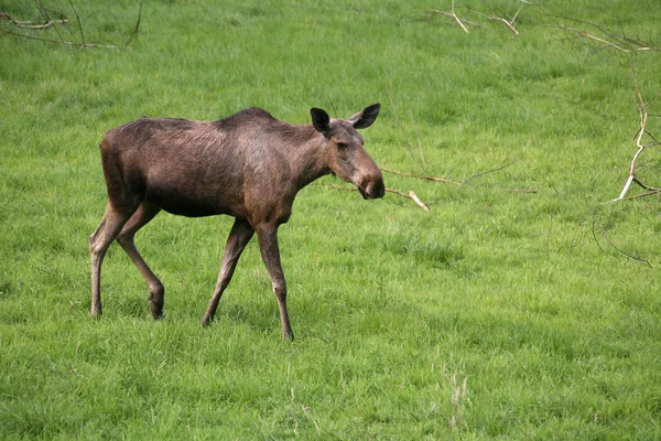 Wildlife Scene Prachtige Natuur — Stockfoto