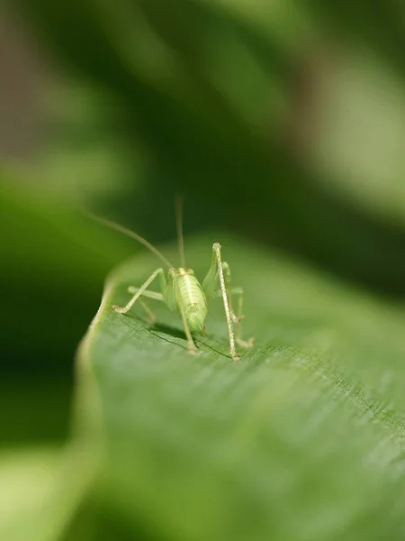 Çekirge Böceğinin Makro Görüntüsünü Kapat — Stok fotoğraf