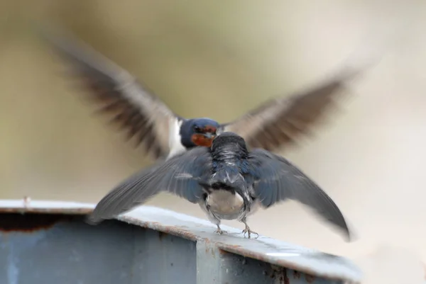 Bird Theme Picturesque Shot — Stock Photo, Image