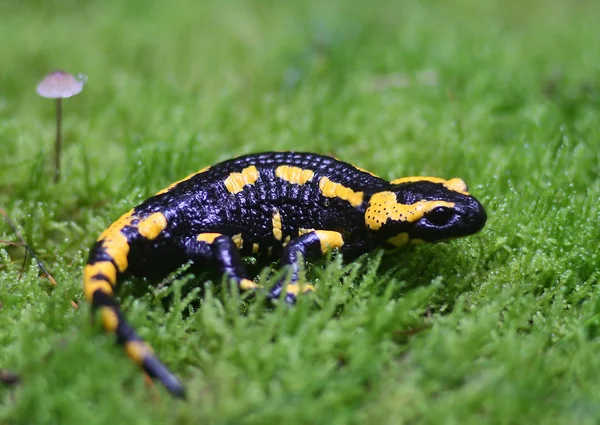 Salamandra Animal Reptiles Lagarto —  Fotos de Stock