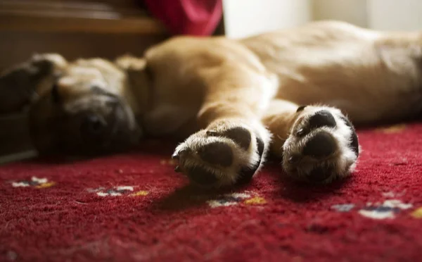 Porträt Eines Süßen Hundes — Stockfoto