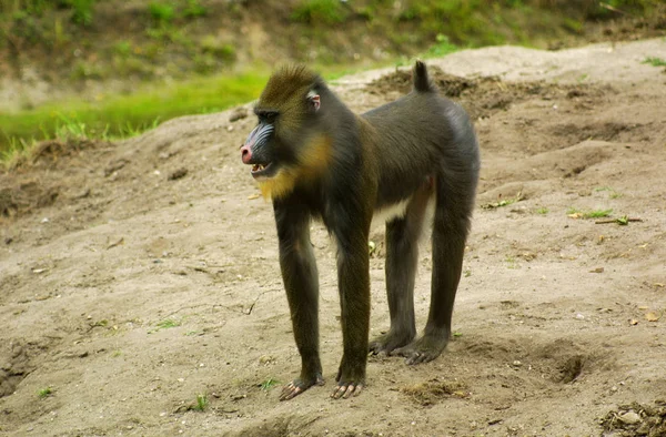 Mandrill Affe Wildes Tier — Stockfoto