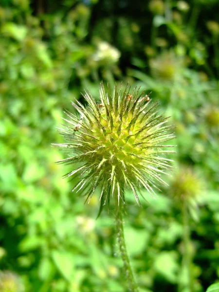 野野花 植物及自然 — 图库照片