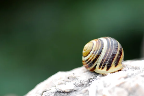 Pomalý Šnek Slizké Zvíře — Stock fotografie