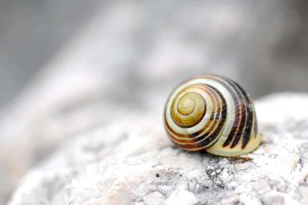 Detailní Pohled Hmyz Přírodě — Stock fotografie