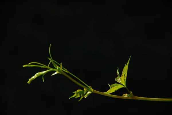Weinblatt Pflanzenbotanik — Stockfoto