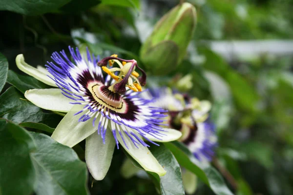 아름다운 꽃무늬 자연적 — 스톡 사진