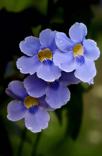 Cette Fleur Blanc Bleu Jaune Accompagne Chaque Étape Caméroon Have — Photo