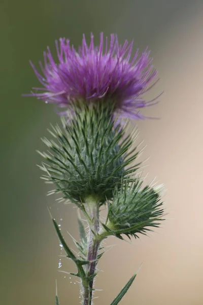 Krásný Botanický Záběr Přírodní Tapety — Stock fotografie