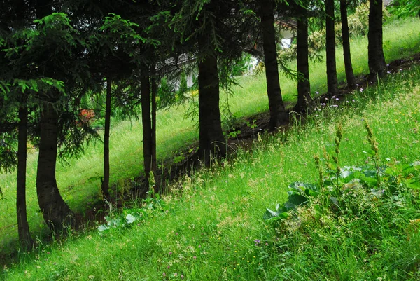 Prachtig Uitzicht Natuur — Stockfoto