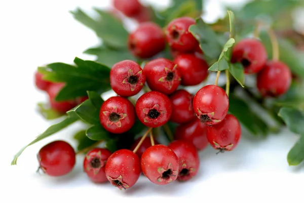 Bär Närbild Skott Hälsosam Mat Koncept — Stockfoto