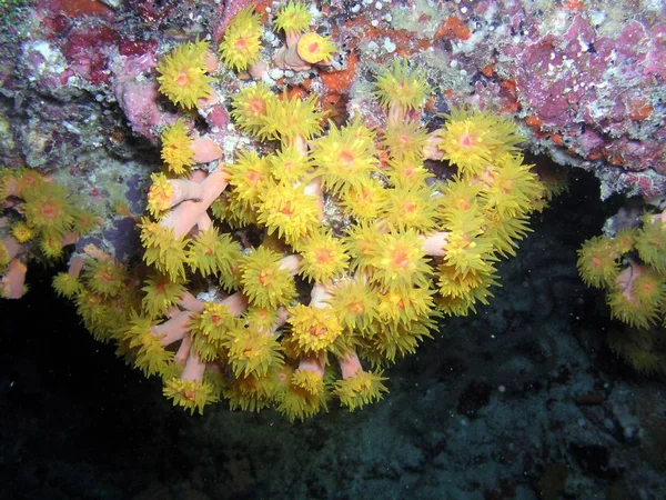 Meeresthema Tapete Unterwasser Aufnahme — Stockfoto
