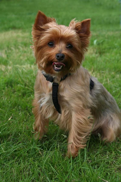 Şirin Bir Köpeğin Portresi — Stok fotoğraf