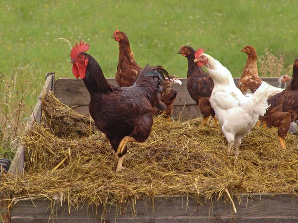 Hens Dung Carts — Stock Photo, Image