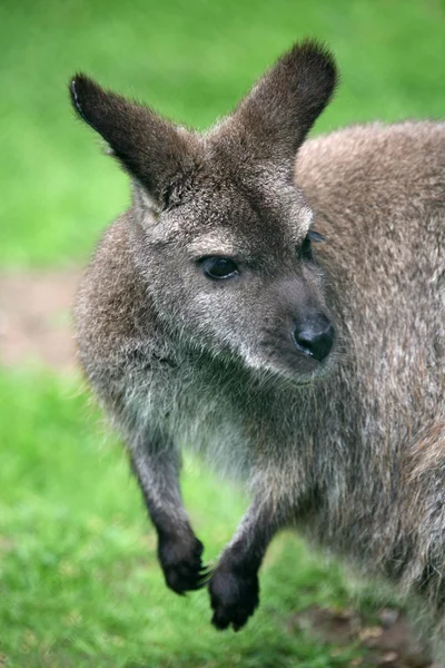 Kangoeroe Dier Australisch Zoogdier — Stockfoto