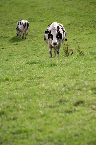 Αγελάδες Στο Φυσικό Τοπίο Επιλεκτική Εστίαση — Φωτογραφία Αρχείου