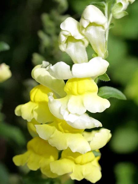 Beautiful Blooming Flowers Nature Background — Stock Photo, Image