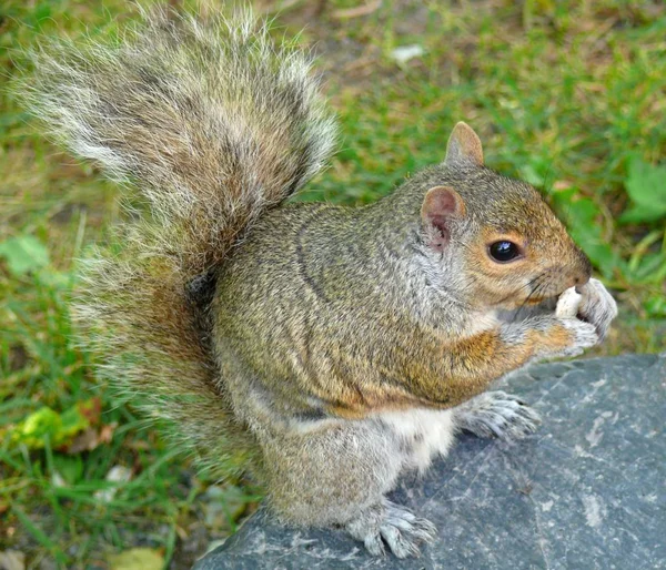 Adorable Squirrel Animal Rodent — Stock Photo, Image