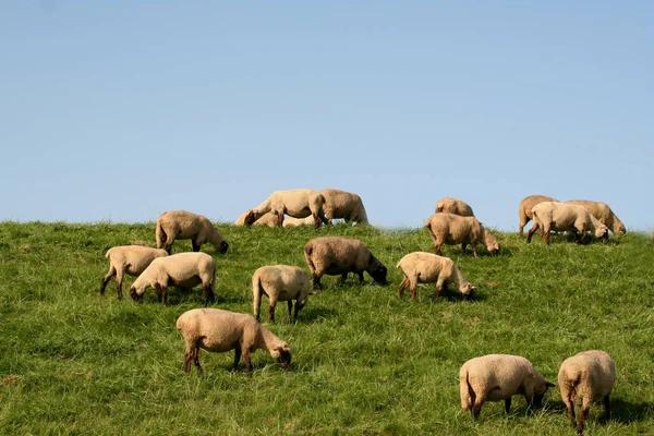 Scenic View Countryside Selective Focus — Stock Photo, Image