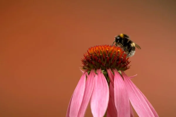 Mooie Bloemen Bloem Concept Achtergrond — Stockfoto