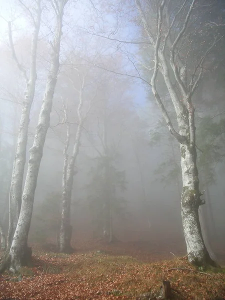 Naturskön Utsikt Över Floran Vildskog — Stockfoto