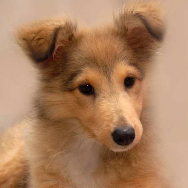 Animales Jóvenes Enfoque Selectivo — Foto de Stock