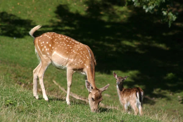 Damwild Und Wildtiere — Stockfoto