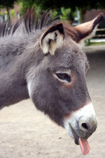 Primo Piano Degli Animali Allo Zoo — Foto Stock