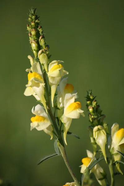 Krásný Botanický Záběr Přírodní Stěna — Stock fotografie