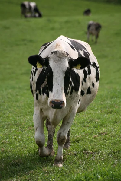 Domestic Cattle Pasture — Stock Photo, Image