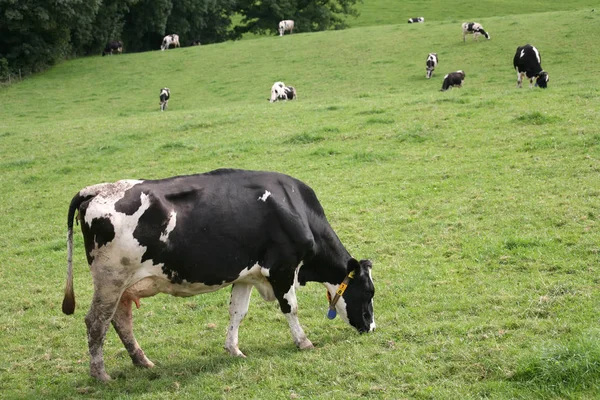 Cows Natural Landscape Selective Focus — Stock Photo, Image