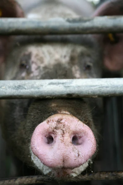 Close Porco — Fotografia de Stock