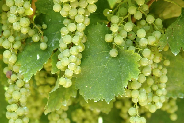 Vigna Vigneto Campagna Concetto Uva — Foto Stock