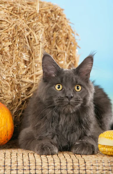 グレーメインコーン猫 — ストック写真
