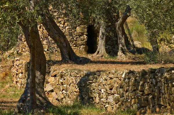 Hier Wächst Das Ligurische Gold Eine Der Wirtschaftlichen Säulen Neben — Stockfoto