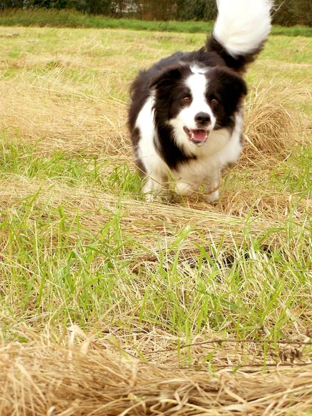 Porträt Eines Süßen Hundes — Stockfoto