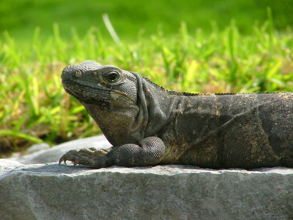 Lagarto Contra Fundo Verde — Fotografia de Stock