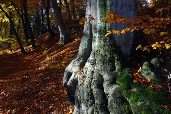 秋天的森林 秋天的树叶 — 图库照片