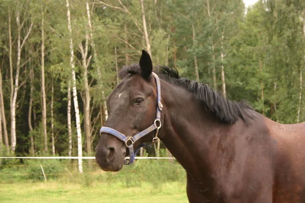 Bonito Cavalo Selvagem Natureza — Fotografia de Stock