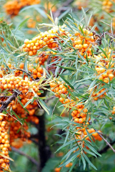 Yellow Berries Tree Branches — Stock Photo, Image