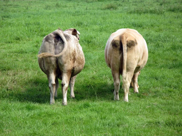 Duas Vacas Por Trás — Fotografia de Stock