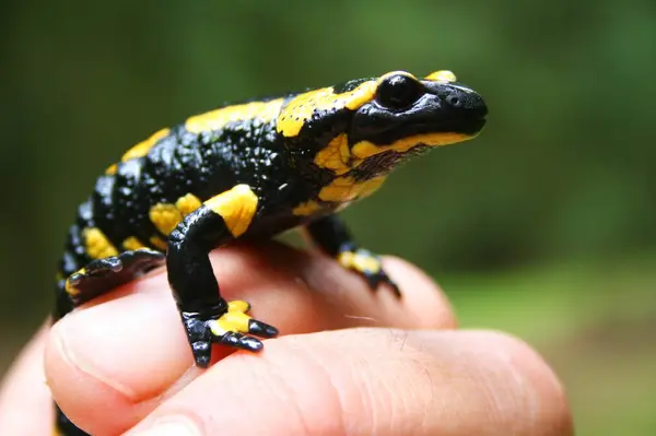 Salamandra Animal Reptiles Lagarto —  Fotos de Stock