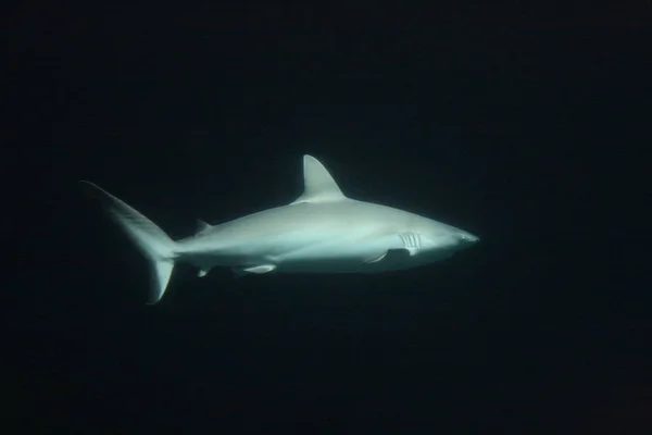 Marine Shark Dangerous Predator — Stock Photo, Image