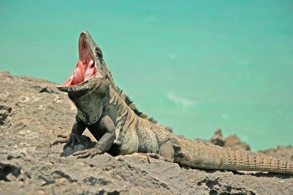 鬣蜥捕食动物 — 图库照片