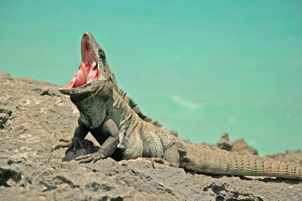 Lézard Iguane Prédateur — Photo