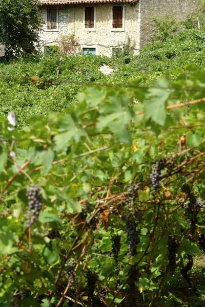 Grapes Growing Vineyard — Stock Photo, Image