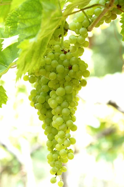 Uvas Que Crescem Ramos Árvore — Fotografia de Stock