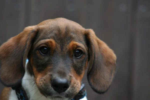 Portret Van Een Schattige Hond — Stockfoto