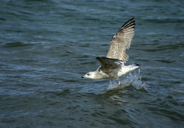 Scenic View Beautiful Bird Nature — Stock Photo, Image